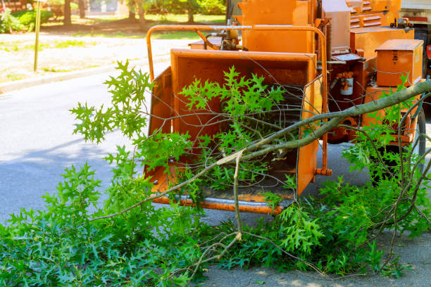 Best Emergency Storm Tree Removal  in Cowan, TN